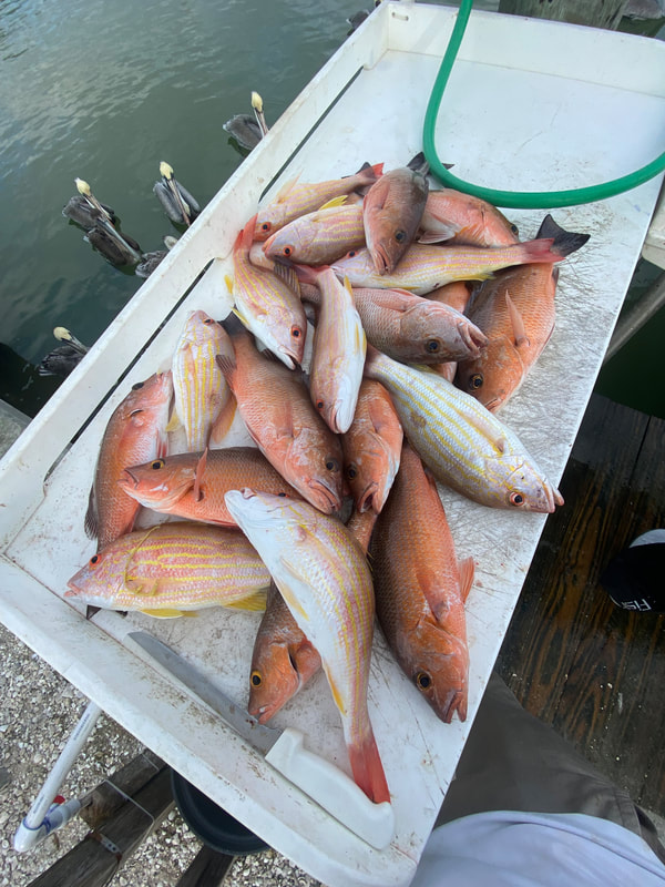 Naples Inshore and Offshore Fishing Reports - Naples Inshore & Offshore  Fishing Charters